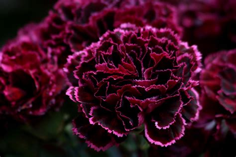 22 Popular Types Of Carnations Dianthus Flowers You Can Grow