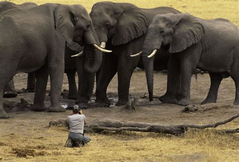 Art Wolfe Photographs Elephants Botswana Art Wolfe