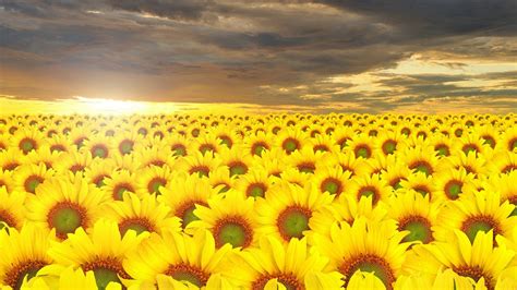 Beautiful Yellow Sunflowers Field Under Black Clouds Blue Sky During