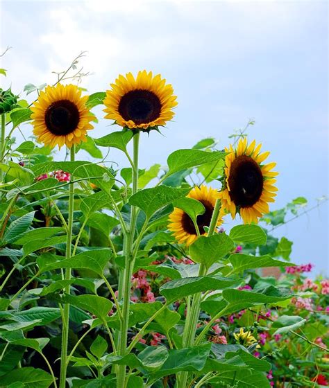 We did not find results for: BANCO DE IMÁGENES: Coleccionista de girasoles - Flores ...