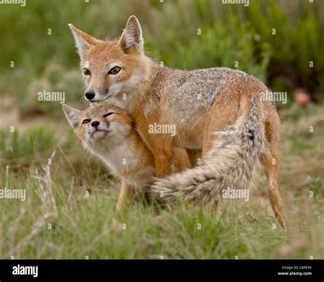 Swift Fox Vulpes Velox Vixen And Kit Pawnee National Grassland