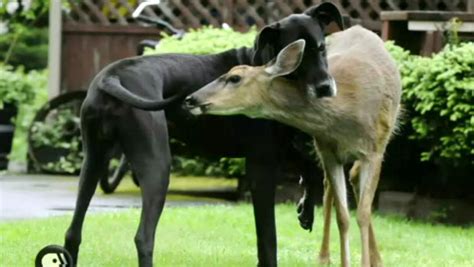 An Unlikely Friendship Between A Deer And A Dog Cbs News