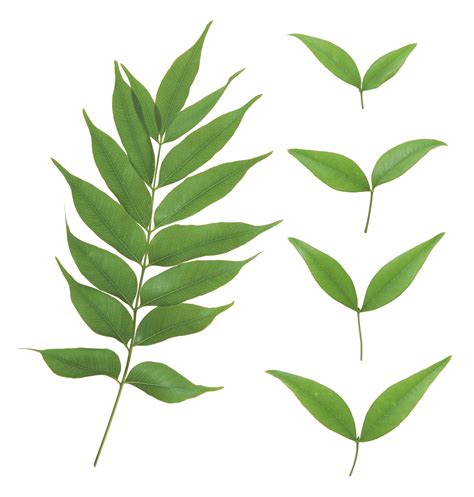 Png Green Leaves Transparent Green Leavespng Images Pluspng