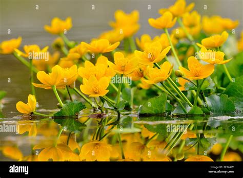 Marsh Marigold Or Kingcup Caltha Palustris Reflection In Water