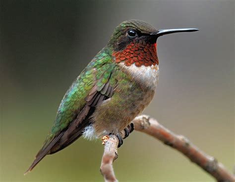 Can Hummingbirds Walk Birdwatching Buzz