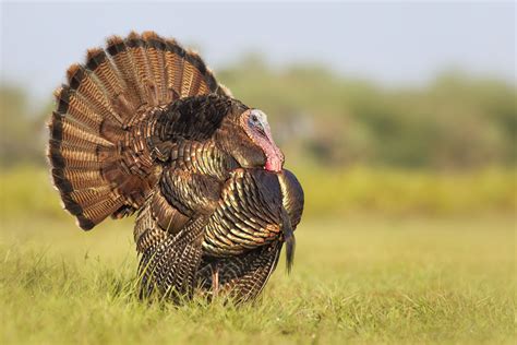 5 Remarkable Videos Of Wild Turkeys