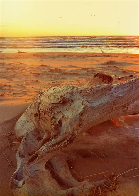 Driftwood At Sunset Photograph By Michelle Calkins Fine Art America