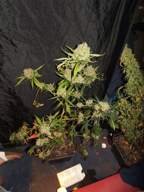 Purple Glam Kush Von Bulk Seed Bank Cannabis Sorten Infos