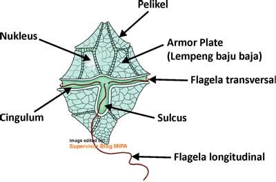 Menurut kamus besar bahasa indonesia (2005: Pyrrophyta (Dinoflagellata): Pengertian, Ciri, Struktur Sel, Klasifikasi, Reproduksi, Contoh dan ...