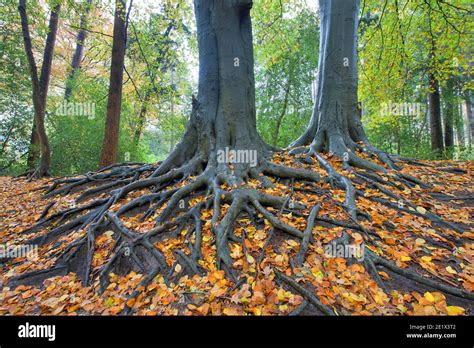 Tree Roots Of Common Beech Fagus Sylvatica With Autumn Leaves