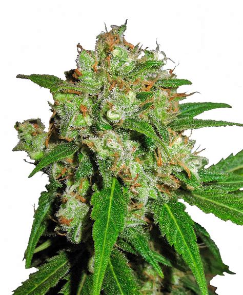 Sensi's cannabis seeds have been awarded for many prices and cannabis cups. Sensi Seeds Afghani #1 Feminised Promo