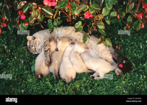 Mother Cat Nursing Kittens Stock Photo Alamy