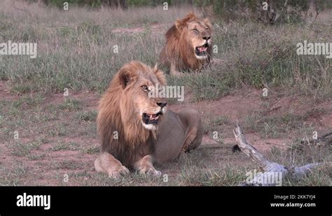 Lion Two Brothers Stock Videos And Footage Hd And 4k Video Clips Alamy