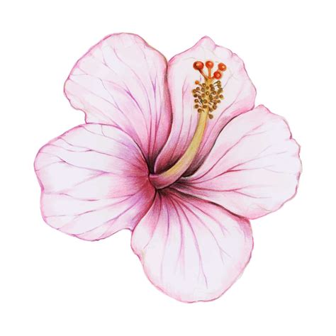 Illustration Of Hibiscus Flower Watercolor Style Id 95529