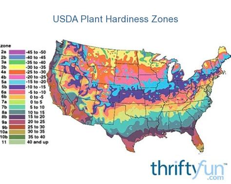 Usda Plant Hardiness Zones Thriftyfun