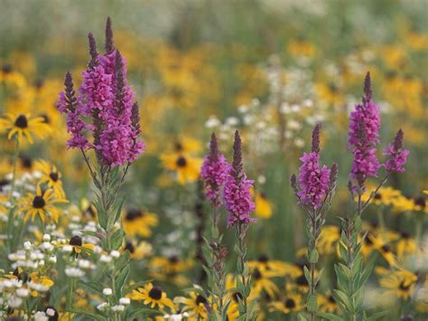 Wildflowers In Michigan Usa