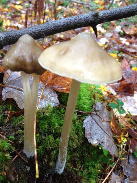 Inactive Inedible Hunting Id New England Mushroom Hunting And