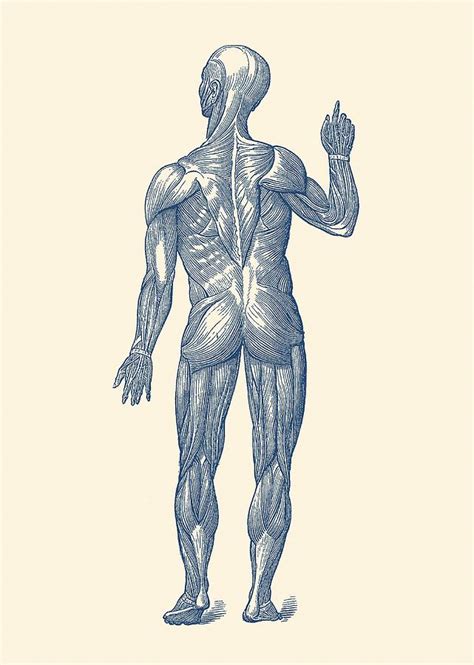 Rear View Human Muscle System Vintage Anatomy Drawing By Vintage