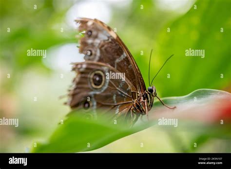 Mariposa En La Hoja Morpho Peleides El Morfo Azul De Peleides Morfo