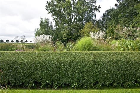 How To Grow Privet Hedges Privacy Plants Privet Hedge