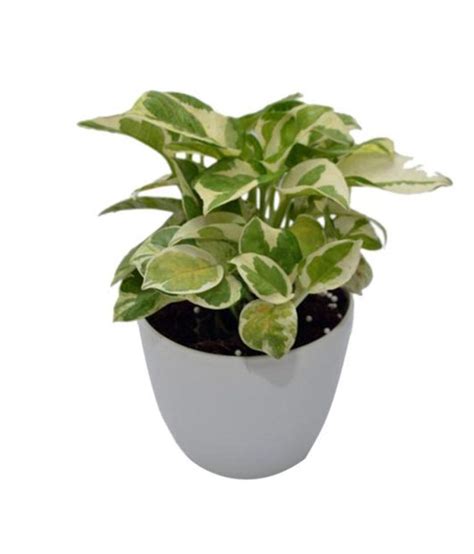 Green Living Indoor Plant White Pothos Money Plant In White Plastic Pot
