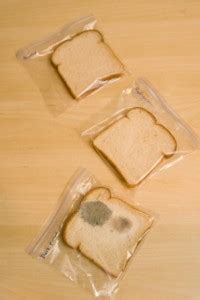 We did not find results for: Investigating Microbes on Bread with Microslides ...