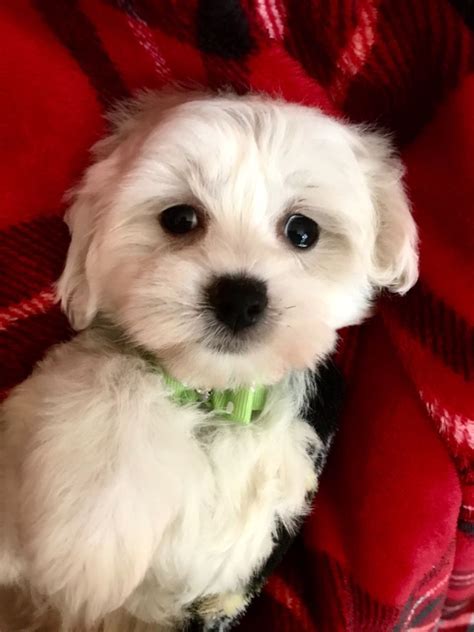 As these new pups become available for adoption, they will be listed on our adoptable dogs page. Maltipoo Puppies For Sale | New York, NY #294158 | Petzlover