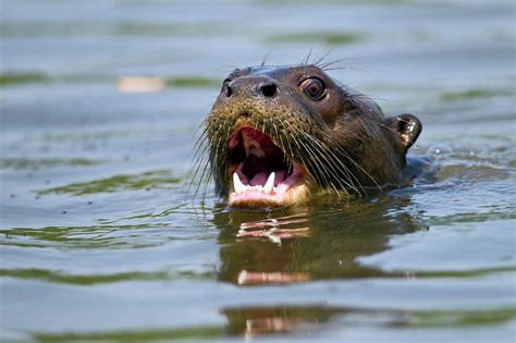 Giant Otter Swimming Photograph By John Devriesscience Photo Library
