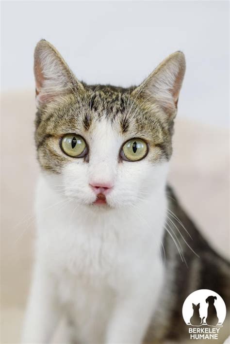 This Cat With A Cleft Palate Needs A Home Rcats