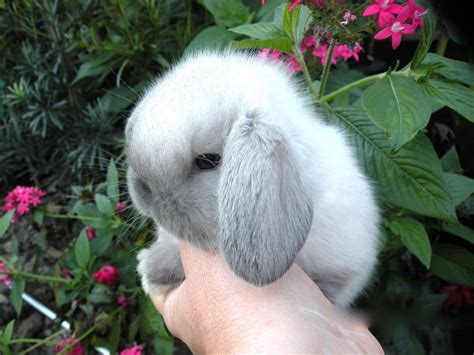 Pet Bunnies For Sale Prices Pets Animals Us