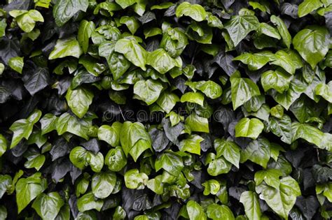 Fresh Ivy Wall Plant With Green Leaves Ivy Foliage Texture Stock Photo