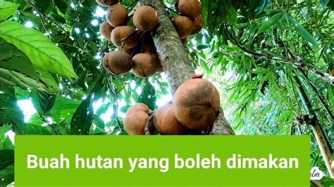 Buah Hutan Yang Boleh Dimakan Buah Larah Youtube