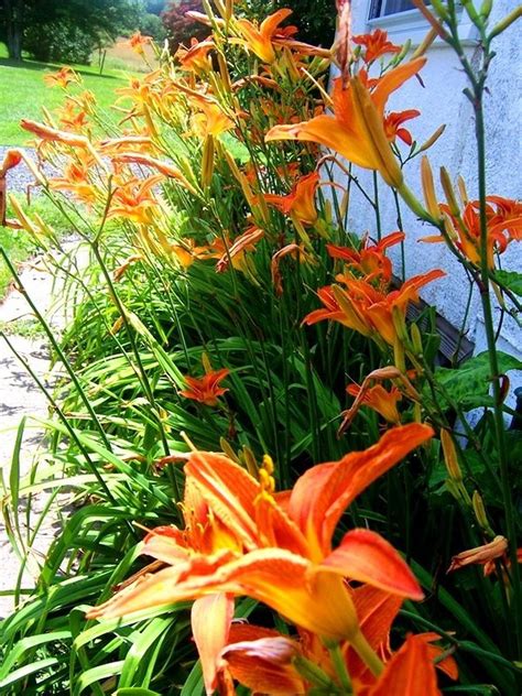 The Orange Daylilies Of Warren Township