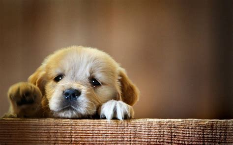 Cute Baby Dog Wallpaper 73 Images
