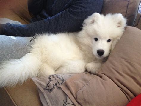 Samoyed Puppy Knows How To Relax Samoyed Dogs Puppies Dogs