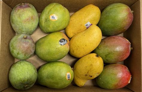 Tropical Mixed Mango Box Delivery Free Nationwide Shipping The