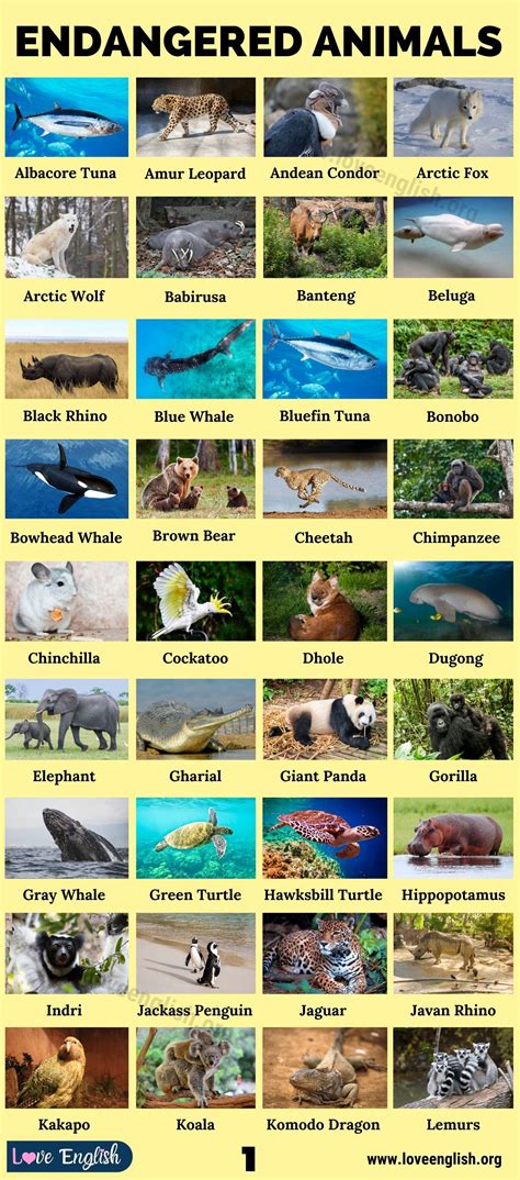 Endangered Animals List With Pictures