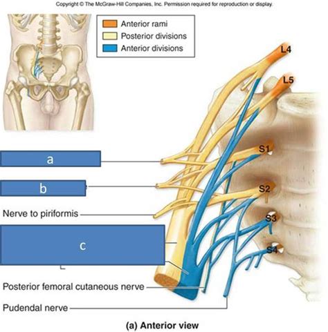 Anatomy Block Iii Gluteal Region Thigh Lumbosacral Plexus Flashcards