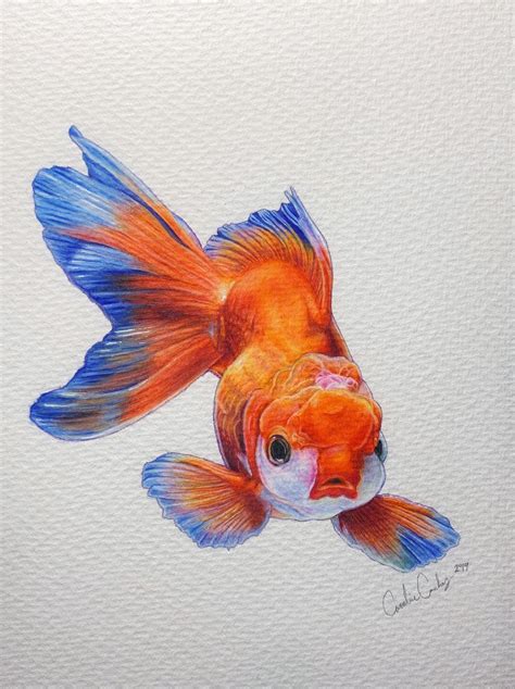 Original Goldfish Colored Pencil Drawing Koi Fish Drawing Goldfish