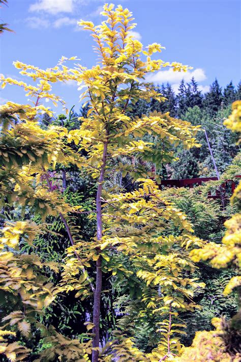 Metasequoia Glyptostroboides Gold Rush Dawn Redwood Conifer Kingdom