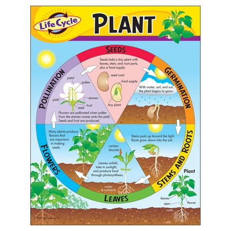 Trend Enterprises Life Cycle Of A Plant Learning Chart T 38179 Supplyme
