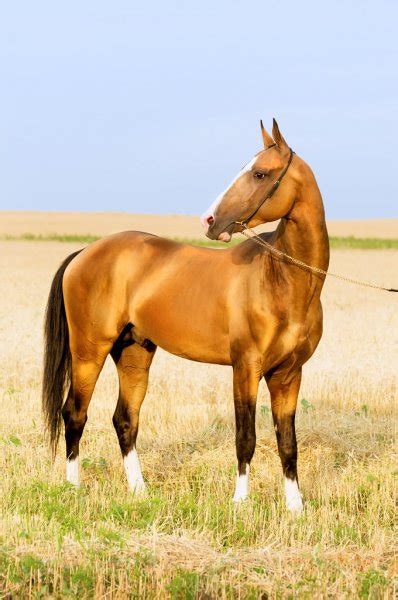 Bay Akhal Teke Horse Stallion Rearing On The Field — Stock Photo