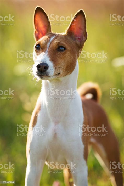 Small Hunting Dog Breed Basenji Stock Photo Download Image Now Istock