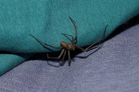 Brown Recluse Spider Control Magic Pest And Lawn Austin Tx