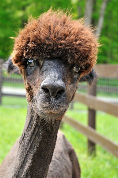 Here Are 12 Shaved Alpacas That Will Change The Way You Look At The