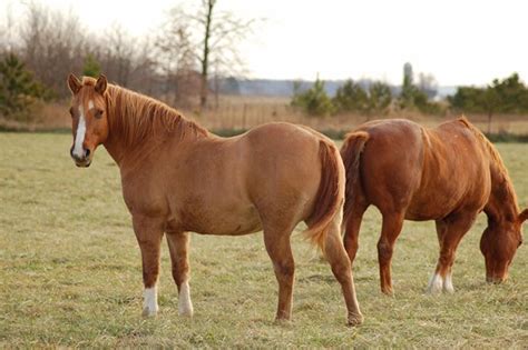 Nutrition Problems In Horses Obesityeasy Keepers