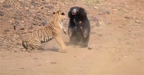 Vídeo chocante flagra urso em luta selvagem com tigre para defender