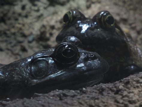 Black Frogs Black Frog Frog Frog And Toad