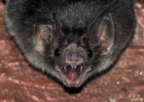 Baby Vampire Bats