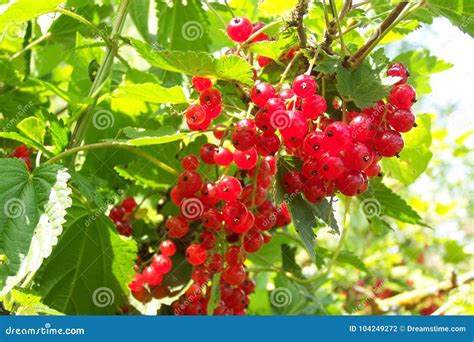 Red Sweet Berries In The Summer Garden Stock Photo Image Of Large